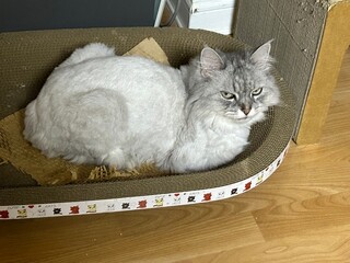 An Indonesian domestic cat with a sleek coat and playful personality, lounging in a sunny spot. Perfect for pet photography, showcasing the charm and beauty of local feline companions at home.