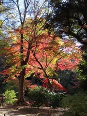 【六義園】陽に透け鮮やかさを増す紅葉