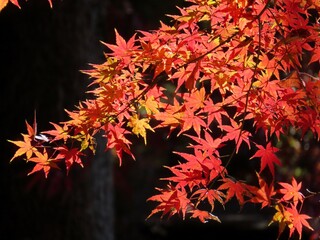【六義園】鮮やかに色づいたもみじ