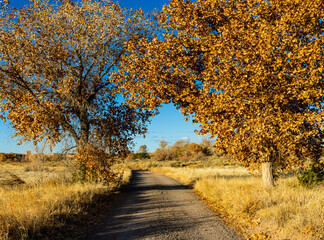 Naklejka premium Fall Color on Cottonwood Trees, Santa Ana Pueblo, New Mexico, USA
