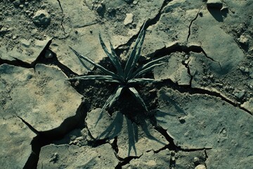 Resilient Green Plant Growing Through Cracked Dry Earth Surface in Harsh Desert Environment Symbolizing Survival and Hope Amidst Adversity