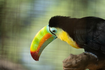 Fototapeta premium toucan