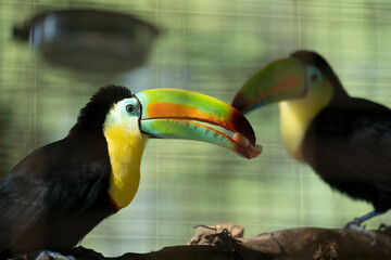 toucan