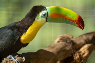 toucan
