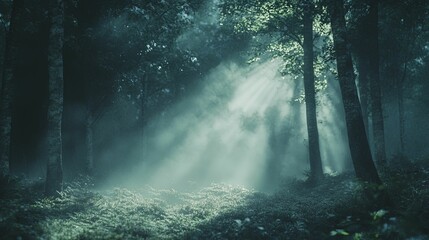 Mystical Forest Path Sunbeams Illuminate Fog