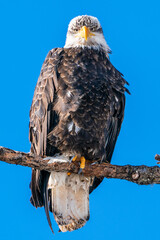 Bald eagle perched on branch against blue sky