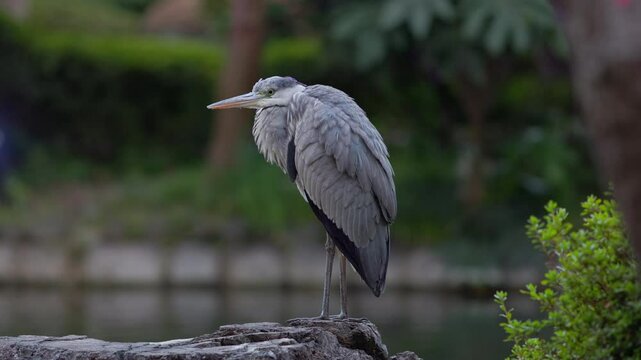 Grey heron (Ardea cinerea) perched on a rock in a Japanese garden in Tokyo during twilight.