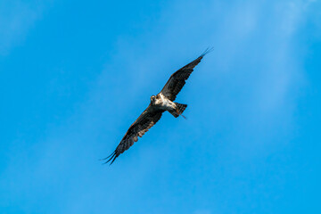 Single osprey with yellow eyes in flight