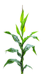 Obraz premium Corn plant growing isolated on transparent background for garden design.