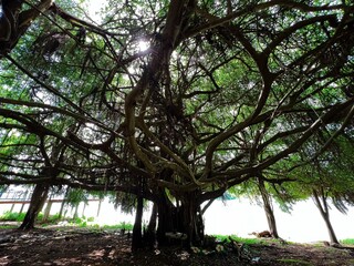 trees in the forest
