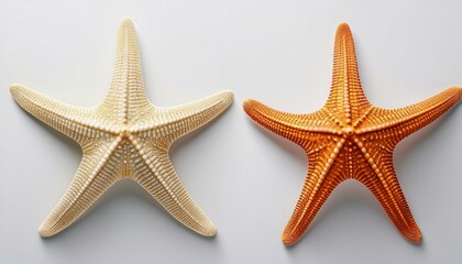 Two starfish, one light beige, one orange, on a white background.