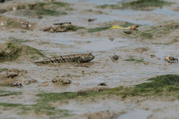 Bluespotted Mud Hopper (Boleophthalmus pectinirostris) on mud, Aceh, Indonesia