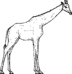 Silhouette of a giraffe standing black and white