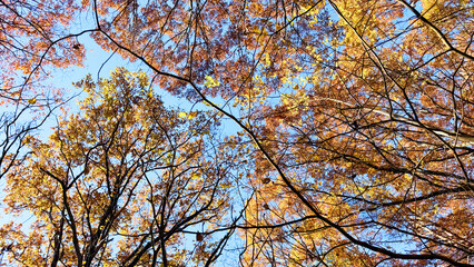 紅葉の森と青空
