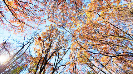 紅葉の森と青空