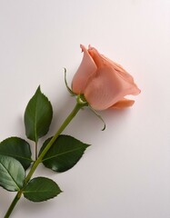 Single peach rose on white background