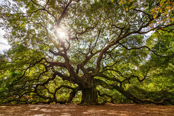 The Angel Oak Tree near Charleston, South Carolina is rumored to be anywhere from 400 to over 1500...
