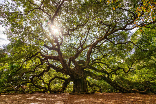 The Angel Oak Tree near Charleston, South Carolina is rumored to be anywhere from 400 to over 1500 years old. Visited by many tourists each year, it stands as one of the oldest trees in the world