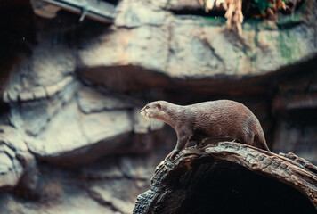 otter