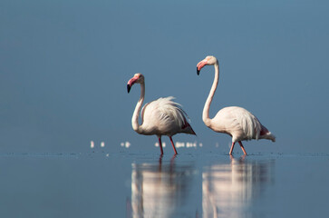 African wild birds. Two great flamingos on the blue lagoon in the morning