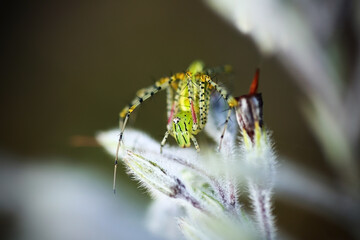 close up of small spider on flower