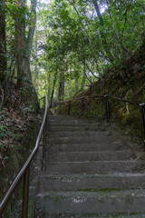 Obraz premium 森林の狭い道を歩く