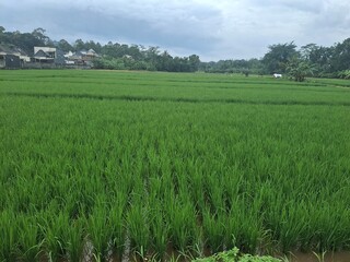 green rice field