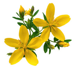 Bright yellow flowers with green leaves. transparent background