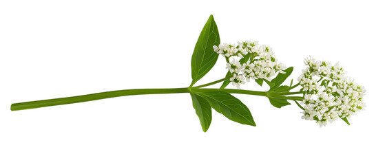 Obraz premium Delicate white flower on a green stem. transparent background