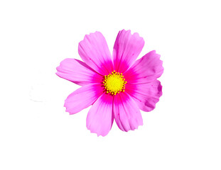 Purple flowers on a white background.