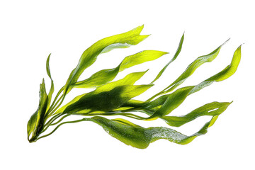 Fresh Green Kelp Strands Flowing Gracefully Underwater with isolated on transparent background