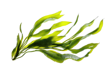Fresh Green Kelp Strands Flowing Gracefully Underwater with isolated on transparent background