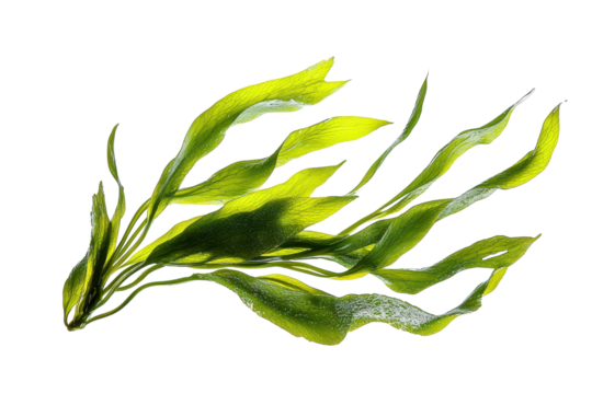 Fresh Green Kelp Strands Flowing Gracefully Underwater with isolated on transparent background