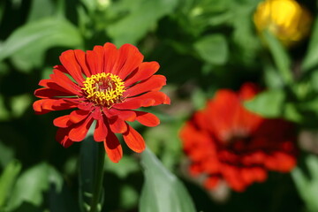 ガーデニングの定番の花