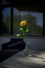Yellow Rose