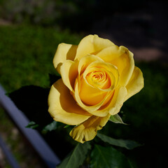 Yellow Rose