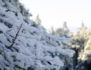 Stunning winter frost and snow-covered trees on Mount Monadnock in New Hampshire create a...