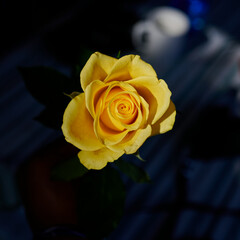 Yellow Rose