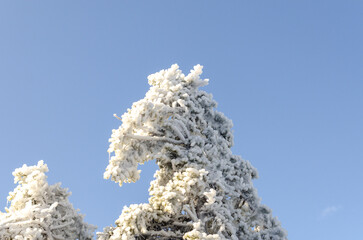 Frost-covered trees in New Hampshire during a peaceful winter day