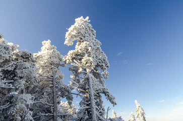 Winter landscape at Mount Monadnock in New Hampshire with frost-covered trees