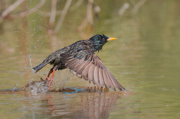 Common Starling After Bath - a Starling flies off over the dam in the National Arboretum after taking a quick bath