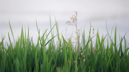 fresh spring green grass