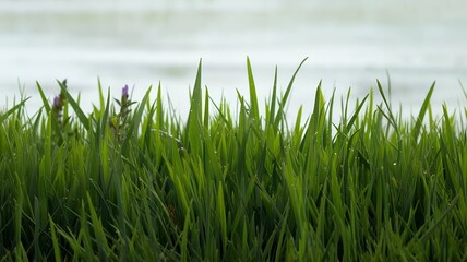 fresh spring green grass