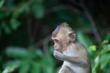 可愛いサル
