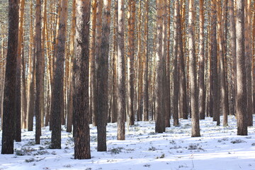 
Abstract landscape with winter forest at sunny day. Pine trees and falling snow.
