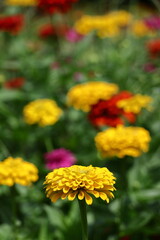 ガーデニングの定番の花