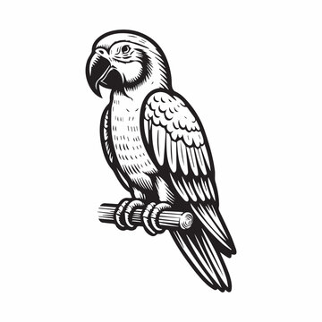 parrot outline vector art black color.
