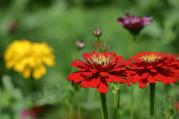 ガーデニングの定番の花