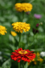 ガーデニングの定番の花