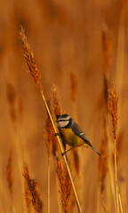 The blue tit flies in the reeds of the meadow